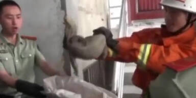 China: Frau fand riesige Eidechse im Haus