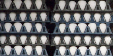 eier