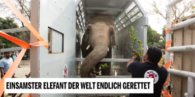 einsamster elefant.PNG