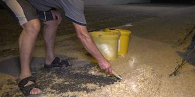 Milliarden toter Eintagsfliegen bedeckten Stra&szlig;en