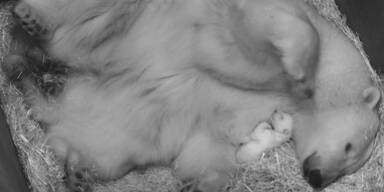 So geht es dem Wiener Eisb&auml;ren-Baby