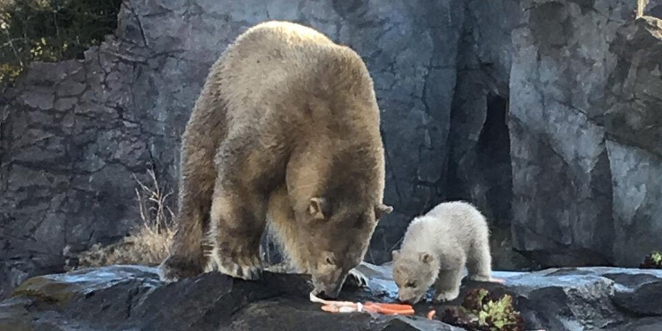 Eisbär