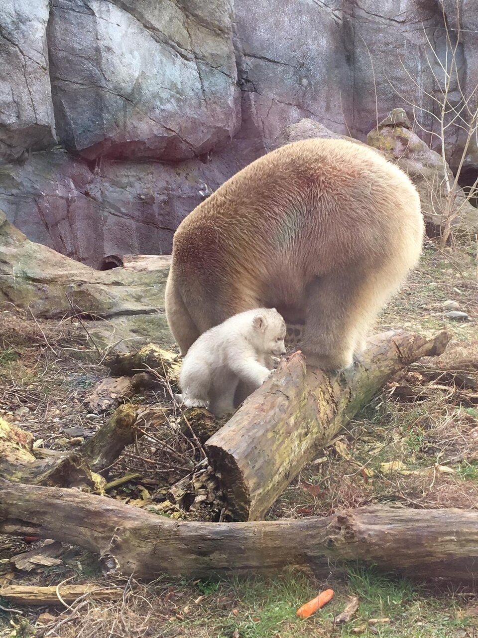 Eisbär