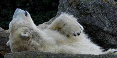 eisb&auml;r-sch&ouml;nbrunn