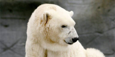 eisb&auml;r_debby_ap