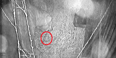 Zwei Geschwister für Eisbärbaby Flocke