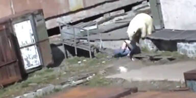 Eisbär greift Frau in Russland an
