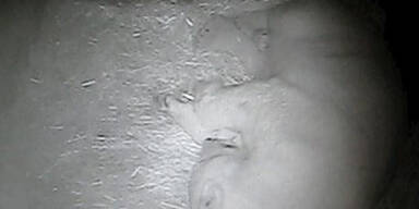 Mutter von Eisb&auml;r "Renzo" frisst Babys