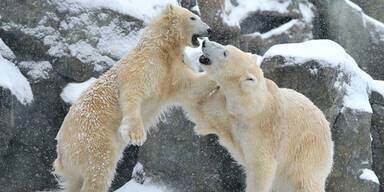 Endlich Eisbärenwetter im Schönbrunner Zoo