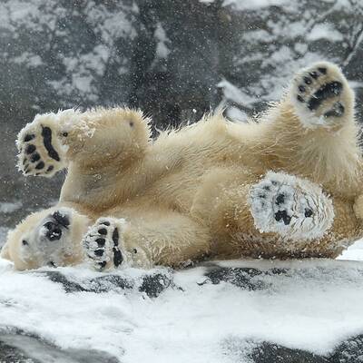 Auch die Pandas freut der Schnee