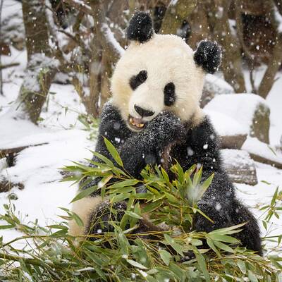 Auch die Pandas freut der Schnee