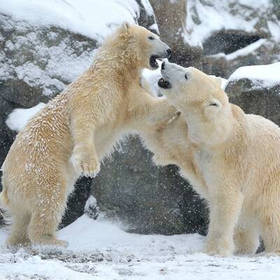 Auch die Pandas freut der Schnee