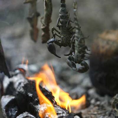 Soldaten trinken Schlangenblut
