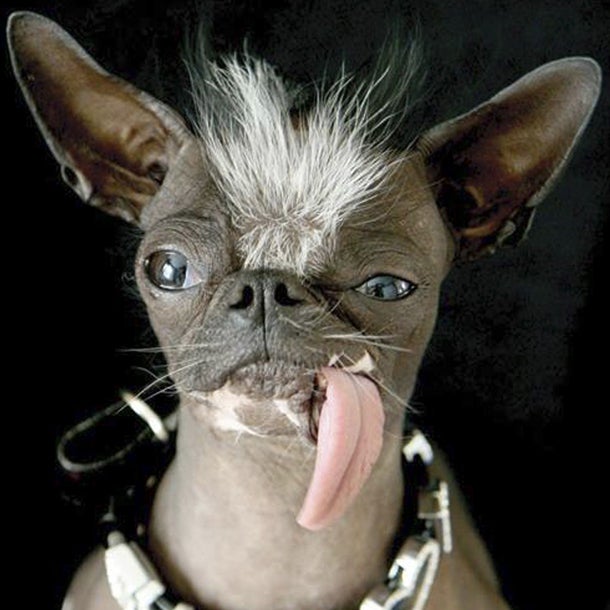 Der hässlichste Hund der Welt ist tot