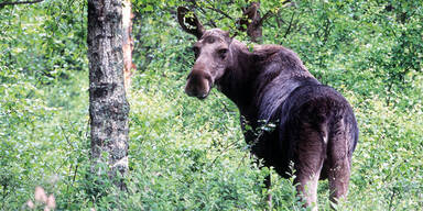 Im Waldviertel sind die Elche los