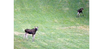 Im Waldviertel sind die Elche los