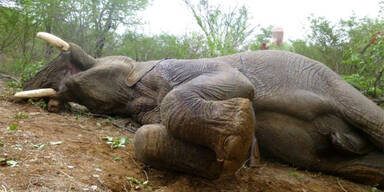 Naturschützer erschießt Elefanten in Afrika 