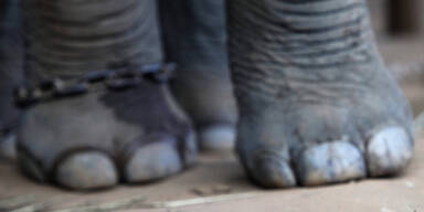 Elefant t&ouml;tete seinen Trainer