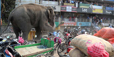 Wilder Elefant l&auml;uft Amok