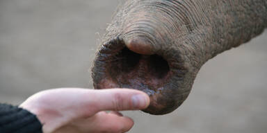 Elefant spaziert t&auml;glich durch Berlin