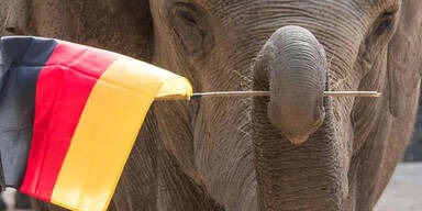 "Elefantenorakel" prophezeit Deutschland-Ergebnisse