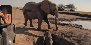 Irre Rettung eines süßen Elefanten-Babys