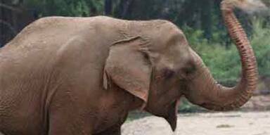 elefant_epa