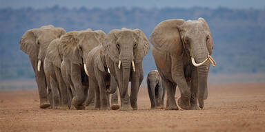 Sechs Elefanten starben bei einem Zugunglück
