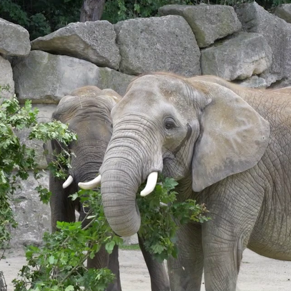 Grünes Geschenk zum Welttag des Elefanten