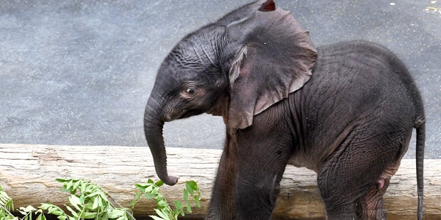 Elefantenbaby: Diese drei Namen stehen zur Auswahl