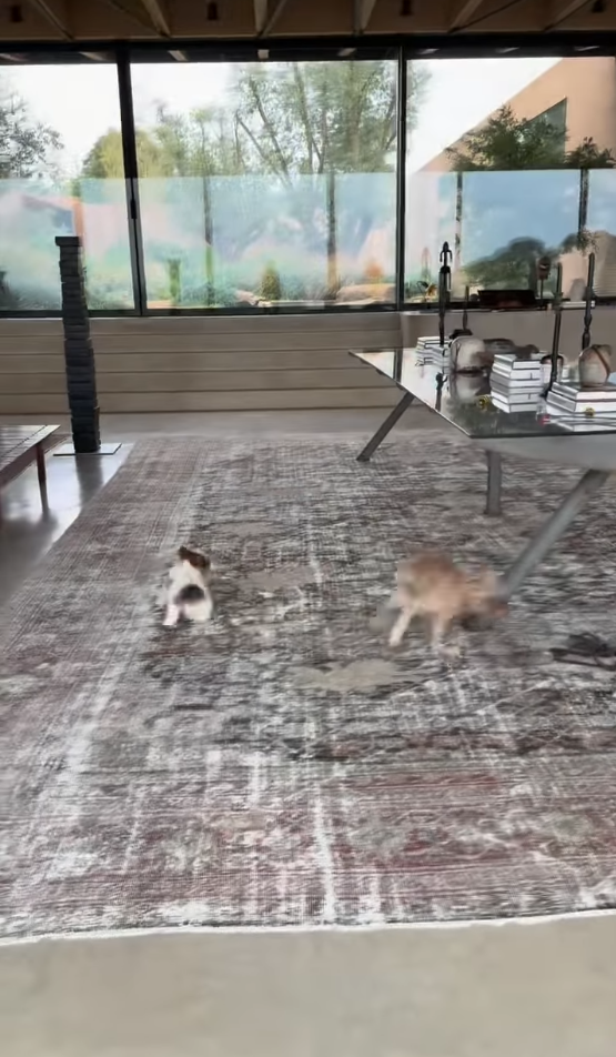 Zwischen Pferden und Perfektion: So wohnt Talkshow-Star Ellen DeGeneres in England