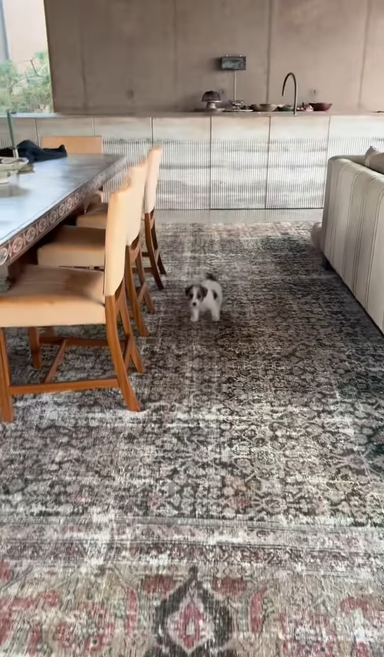 Zwischen Pferden und Perfektion: So wohnt Talkshow-Star Ellen DeGeneres in England