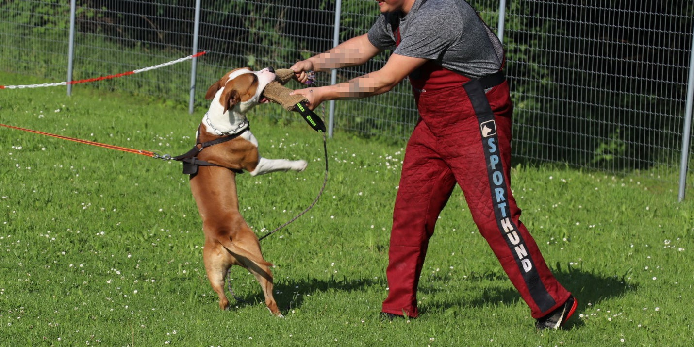 Hund Elmo beim Training