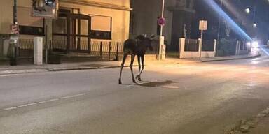 Achtung! HIER wandert Kult-Elch Emil gerade umher