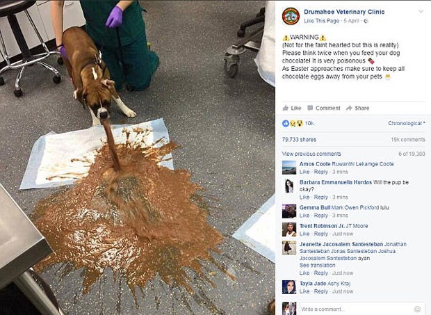 Schock-Foto zeigt, was passiert, wenn Ihr Hund Schokolade frisst