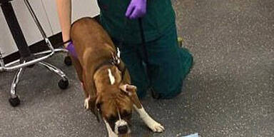 Tier kotzen Schokolade