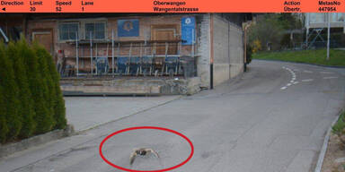 Ente in 30er-Zone geblitzt