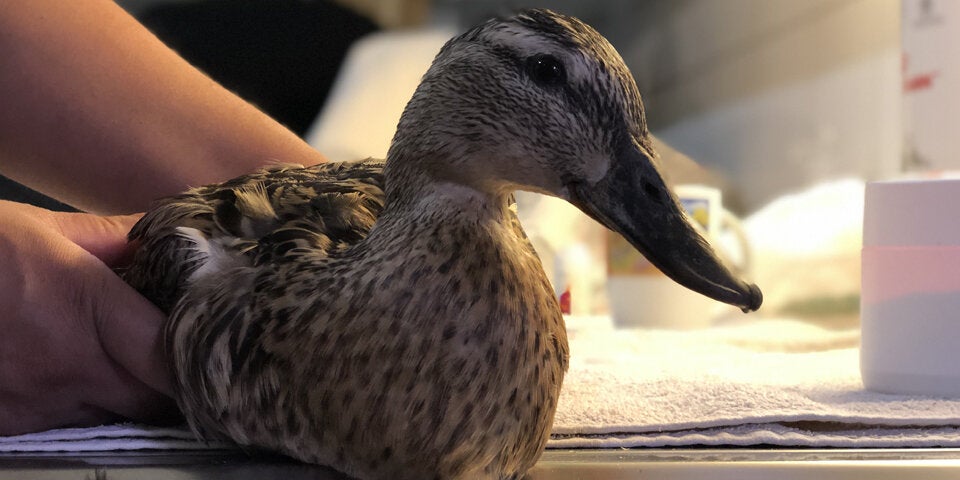 Tierquäler schnitt Ente Beine ab: 2.000 Euro Ergreiferprämie