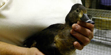 ente