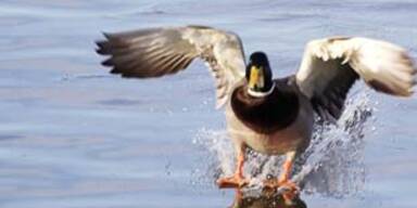 ente