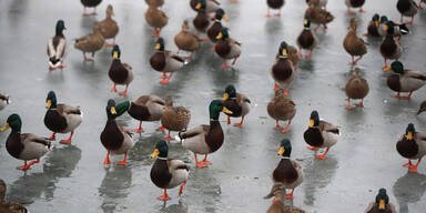 China schickt 100.000 Enten gegen Heuschreckenplage in den Kampf