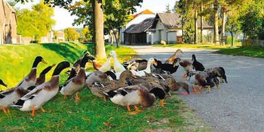 Polizei Enten