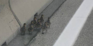 Wildenten vor sicherem Tod auf A2 gerettet