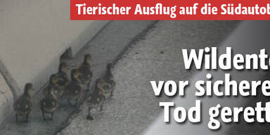 Wildenten vor sicherem Tod auf A2 gerettet