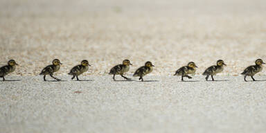 Feuerwehr rettet Entenk&uuml;ken mit "Sprungtuch"