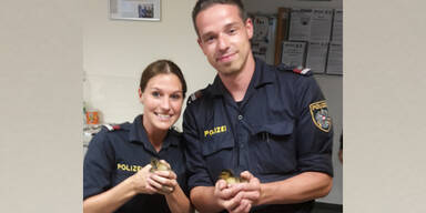 Polizeibeamte retten Entenk&uuml;ken