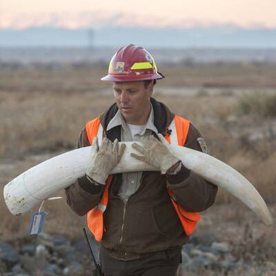 Tonnenweise Elfenbein in Denver vernichtet