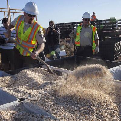 Tonnenweise Elfenbein in Denver vernichtet