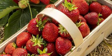 Erdbeeren heuer später reif.