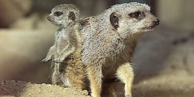 Erdm&auml;nnchen umsorgen "Einzelkind"